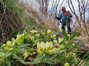 In Canto Alto (1146 m) da Ripa-Zogno ad anello fiorito il 10 aprile 2025 - FOTOGALLERY